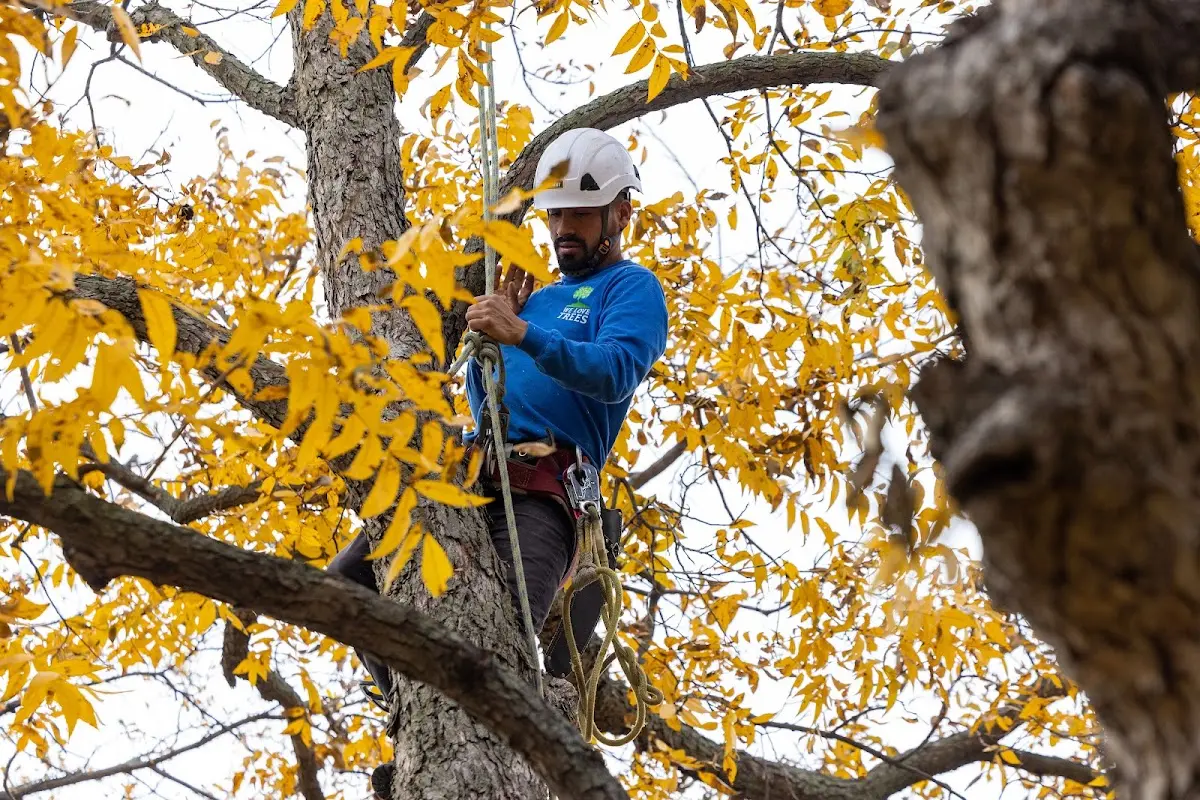 Skilled Tree Trimming crew working in Glendive