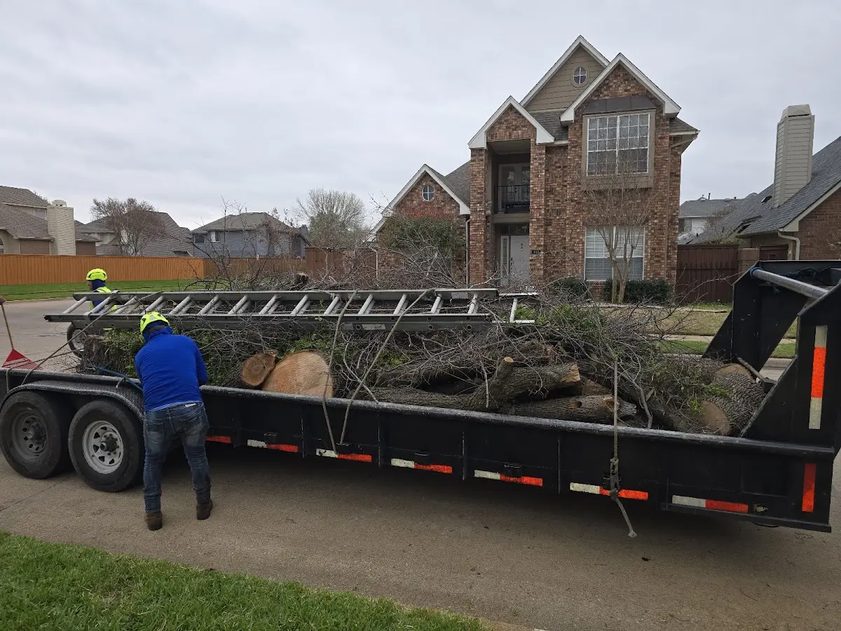 Expert Tree Pest Control with proper safety equipment in Glendive